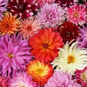 Low price Dahlia bulbs - End of season offers